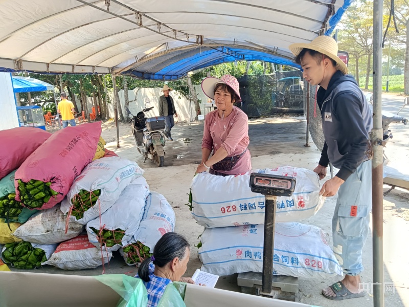 海口辣椒上市出卖遇“寒潮” 椒农称采摘还得倒贴人工费(图2)